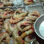 Shrimp/Garnelen